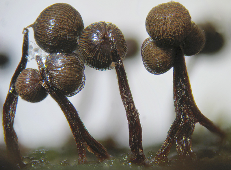 Cribraria cancellata